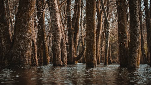 Tree trunks in lake water in autumn forest