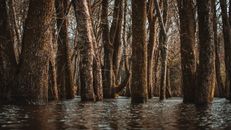 Tree trunks in lake water in autumn forest