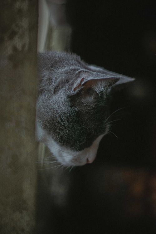 Free Intimate side view of a cat peering around a corner with a blurred background, captured in soft lighting. Stock Photo