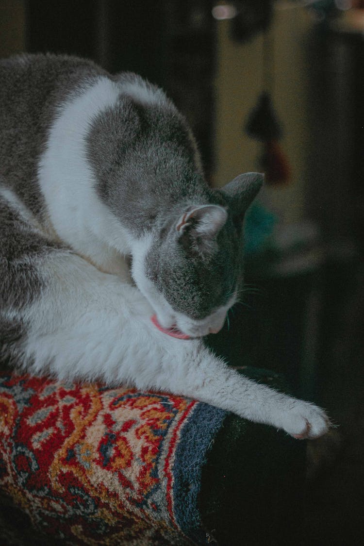 A Cat Grooming Itself