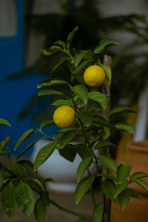 A Close-Up Shot of a Lemon Plant