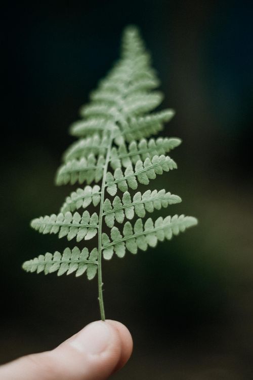 Free Detailed close-up of a single fern frond held by a hand, showcasing its delicate structure. Stock Photo
