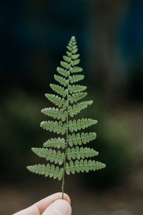 Free A close-up shot of a single fern frond with blurred background, showcasing its intricate design. Stock Photo