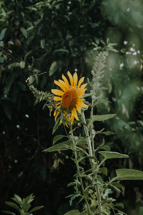 Free A Sunflower Plant Stock Photo
