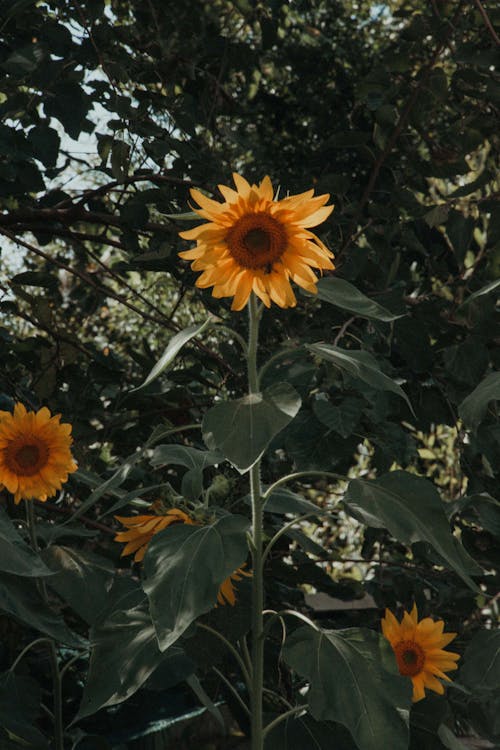 Бесплатное стоковое фото с вертикальный выстрел, желтый, зеленые листья