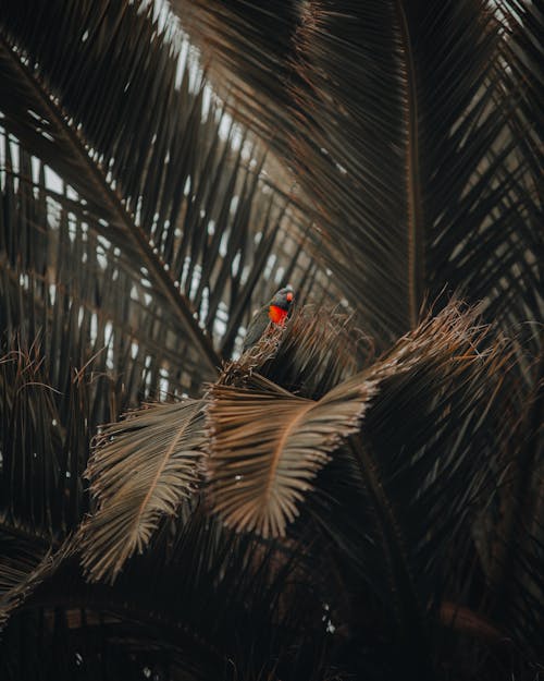 Gray and Orange Parrot Perched on Coconut Leaves