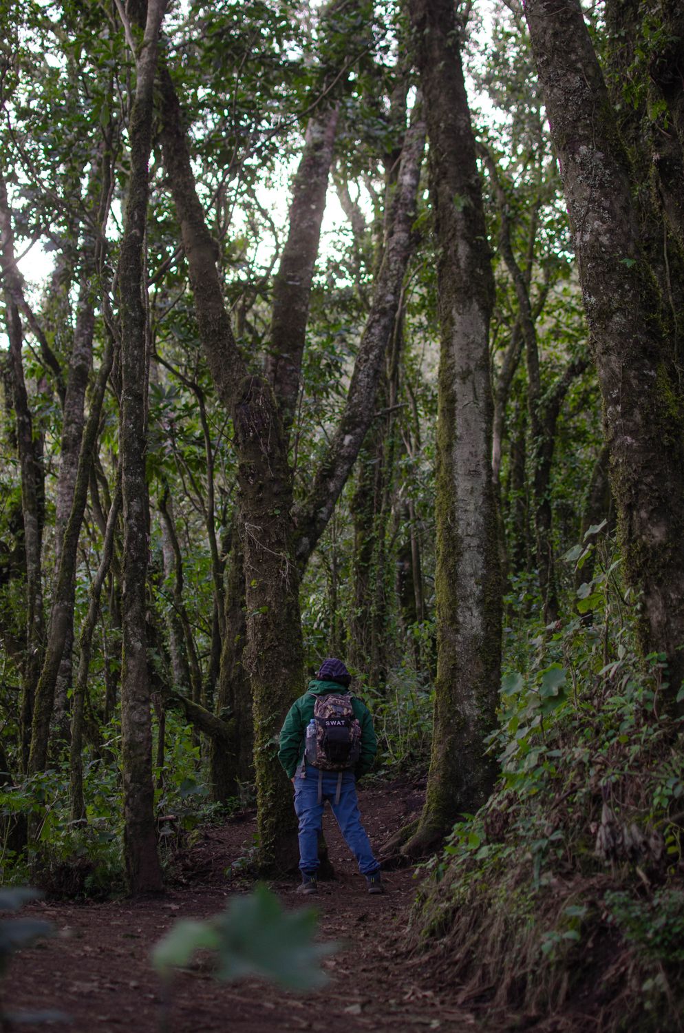 A Woman Standing in the Middle of the Forest · Free Stock Photo