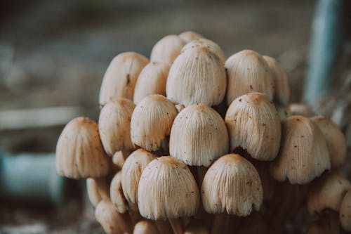 Cluster of Fungi Growing Indoors