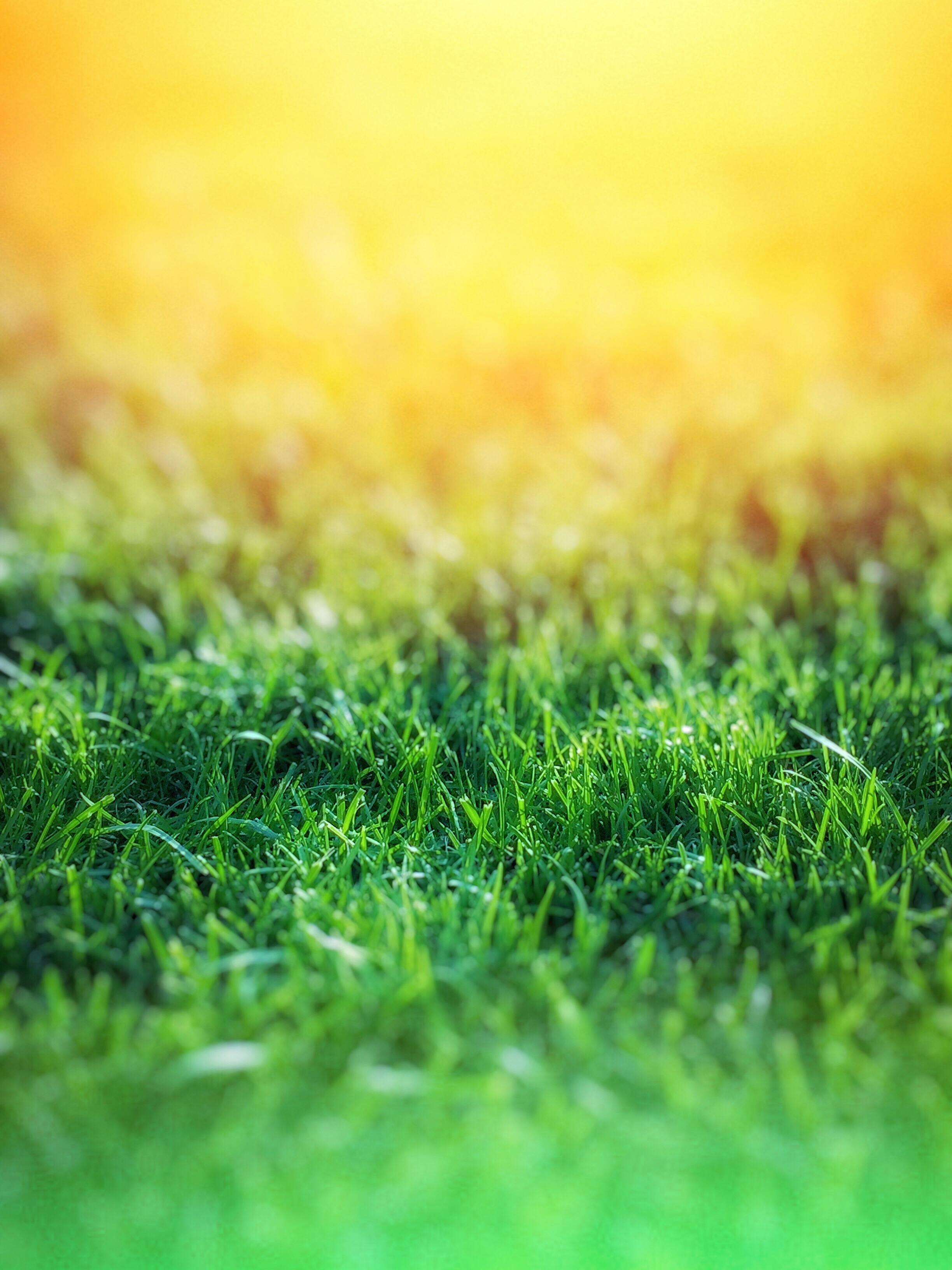 Green Grass over Yellow Background · Free Stock Photo