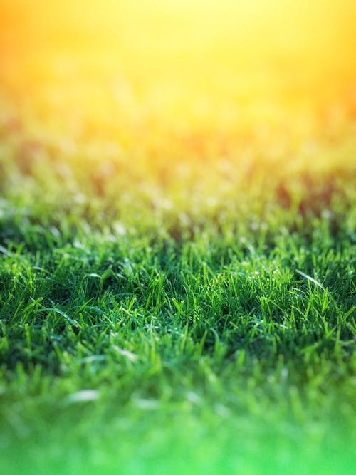 Free Green Grass over Yellow Background Stock Photo