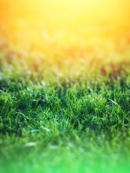 Vibrant green grass under warm sunlight, a tranquil outdoor scene.