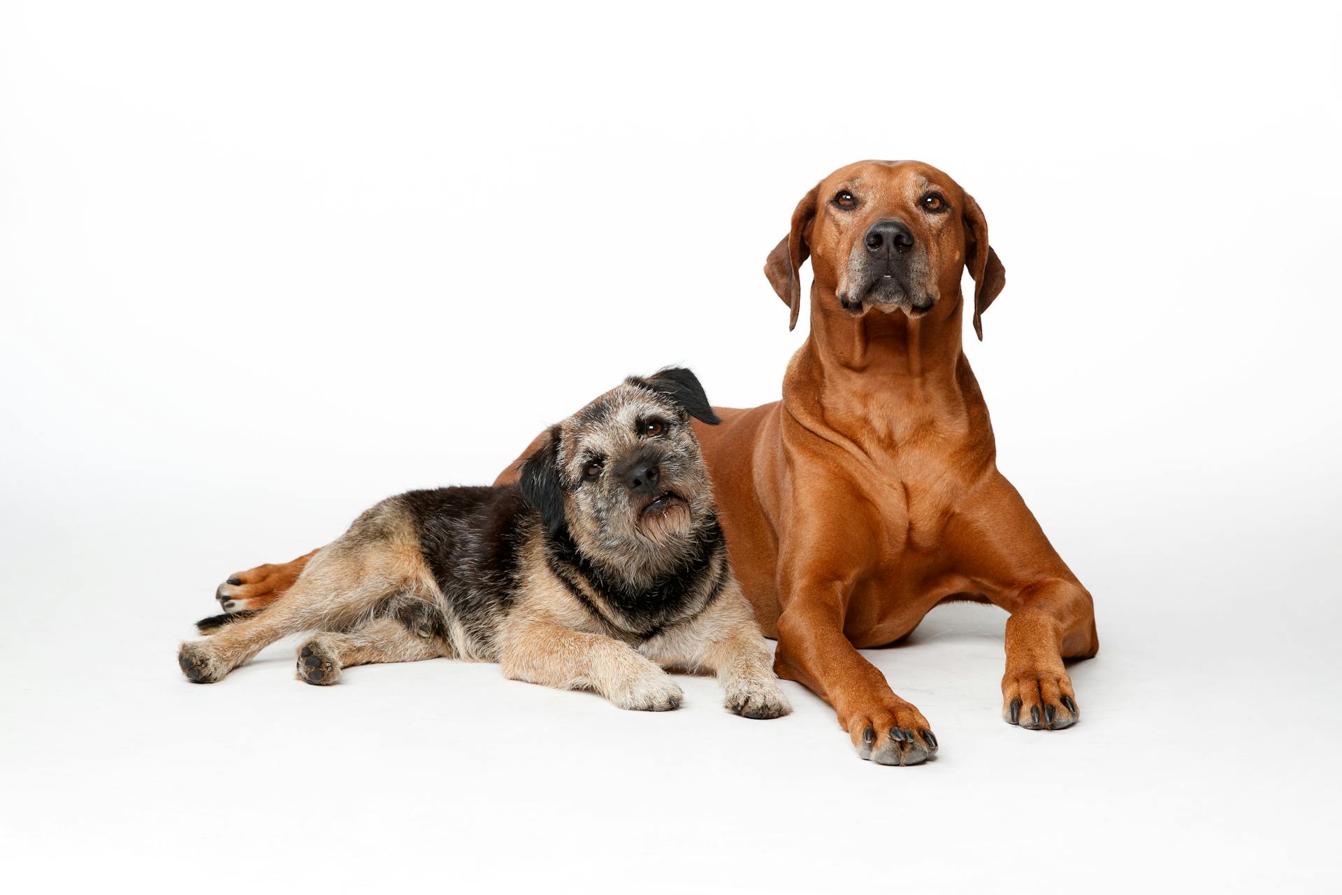 Dog Lying on White Surface