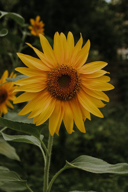 Yellow blooming sunflowers with green leaves and stem growing in meadow near plants and bushes in daylight in nature