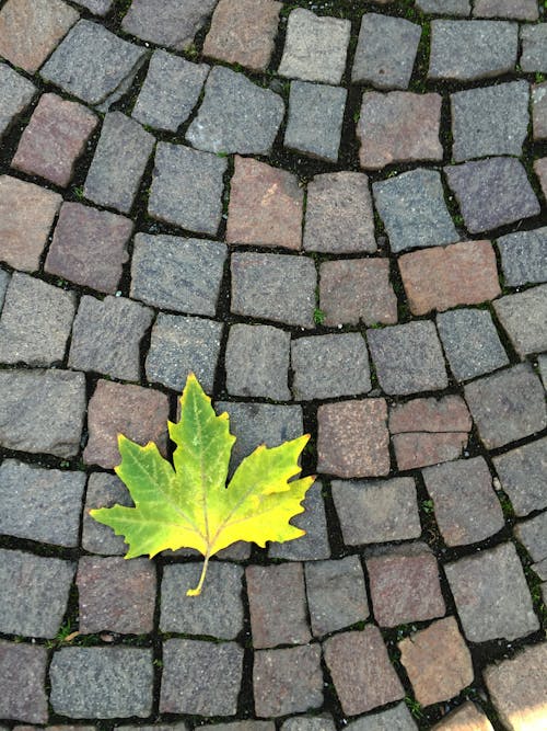 Free stock photo of fall leaf, green, ground