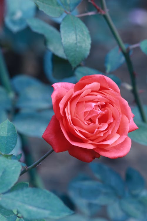 Free Red Rose in Close Up Photography Stock Photo
