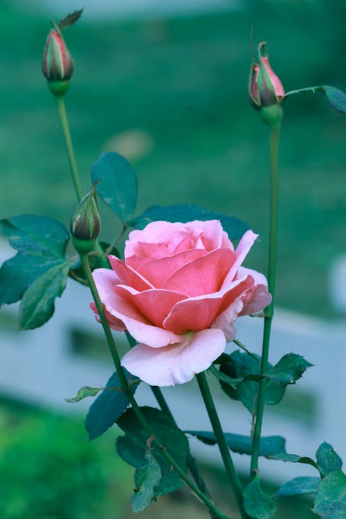 Immagine gratuita di avvicinamento, bocciolo, fiore rosa