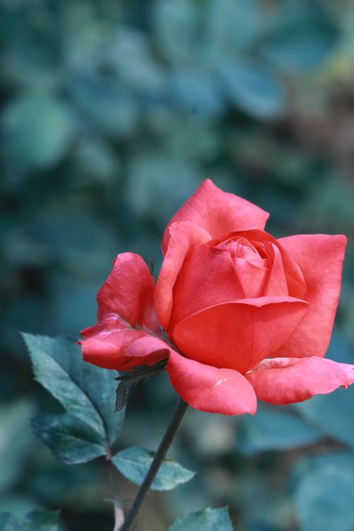 Free Stunning close-up of a vibrant red rose in full bloom, perfect for floral and nature themes. Stock Photo