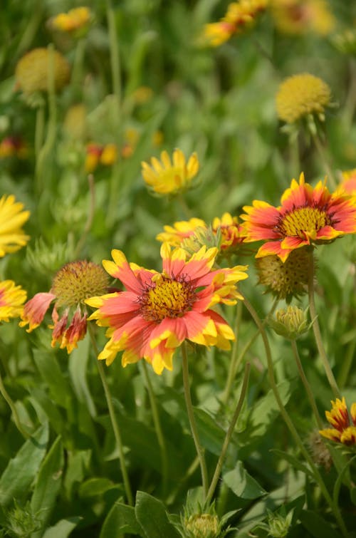 Gratis lagerfoto af blomster, blomsterfotografering, flora