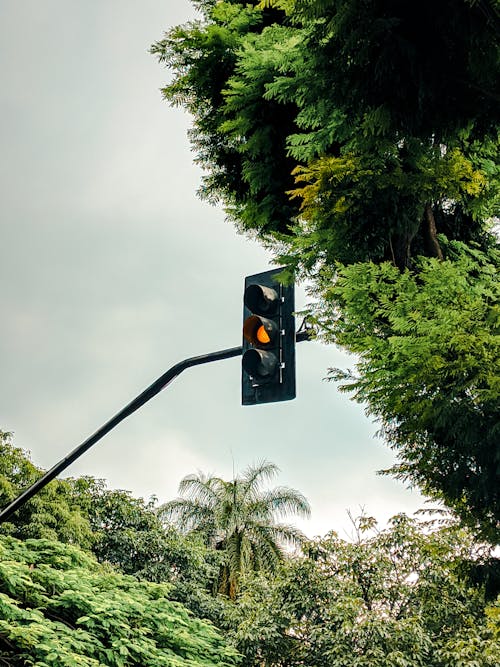 Fotos de stock gratuitas de árbol, luz de freno, semáforo