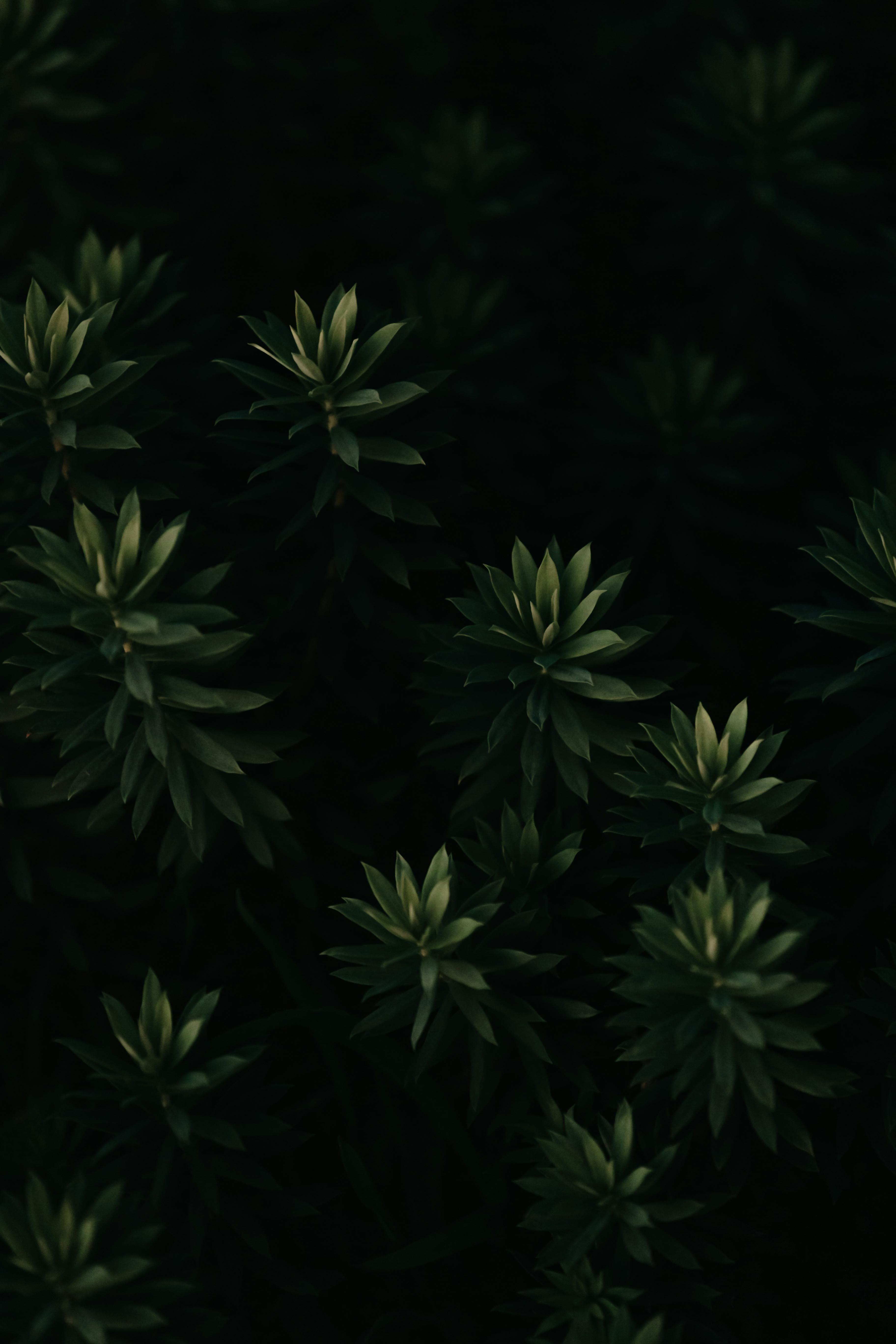 An artistic close-up of lush green foliage under low light, creating a moody and tranquil atmosphere.
