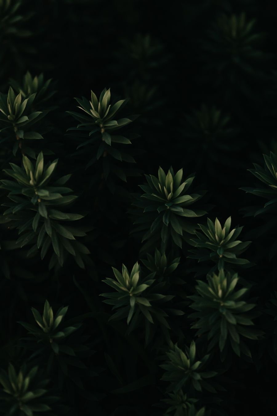Low-light close-up of lush green foliage — photo by Ave Calvar Martinez on Pexels
