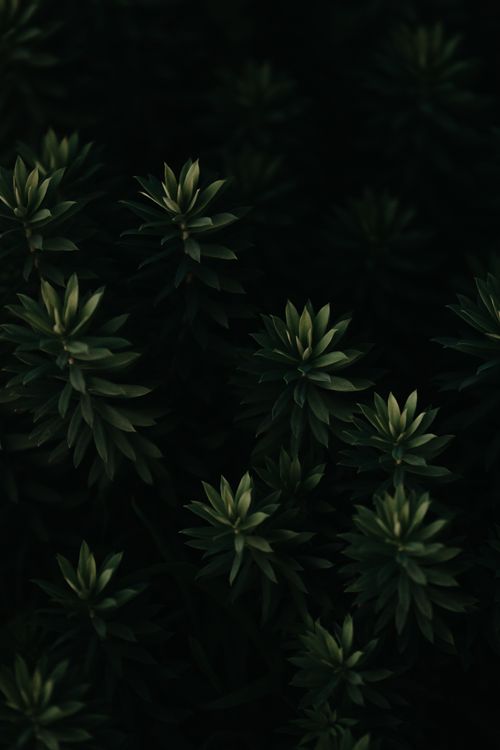 Free An artistic close-up of lush green foliage under low light, creating a moody and tranquil atmosphere. Stock Photo