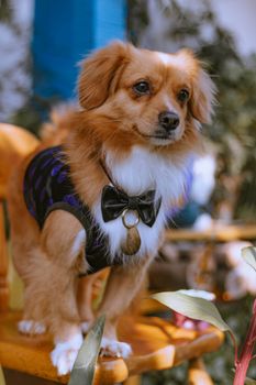 Charming kokoni dog wearing a bow tie outdoors, showcasing elegance and style.
