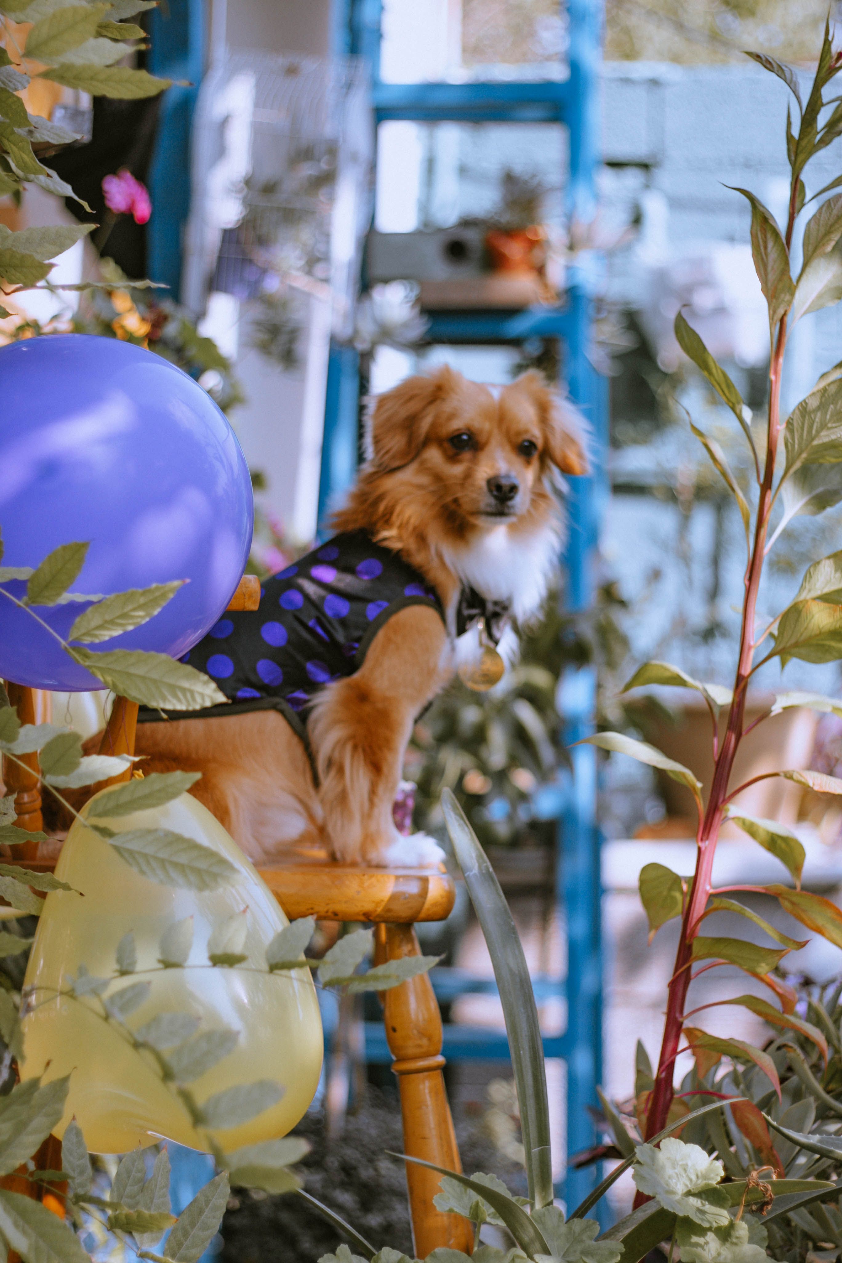 Dog Wearing Costume Sitting on a Chair · Free Stock Photo