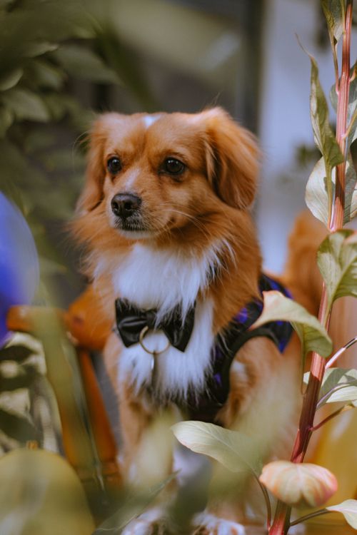 Free Adorable kokoni dog wearing a bow tie, surrounded by lush garden foliage. Stock Photo
