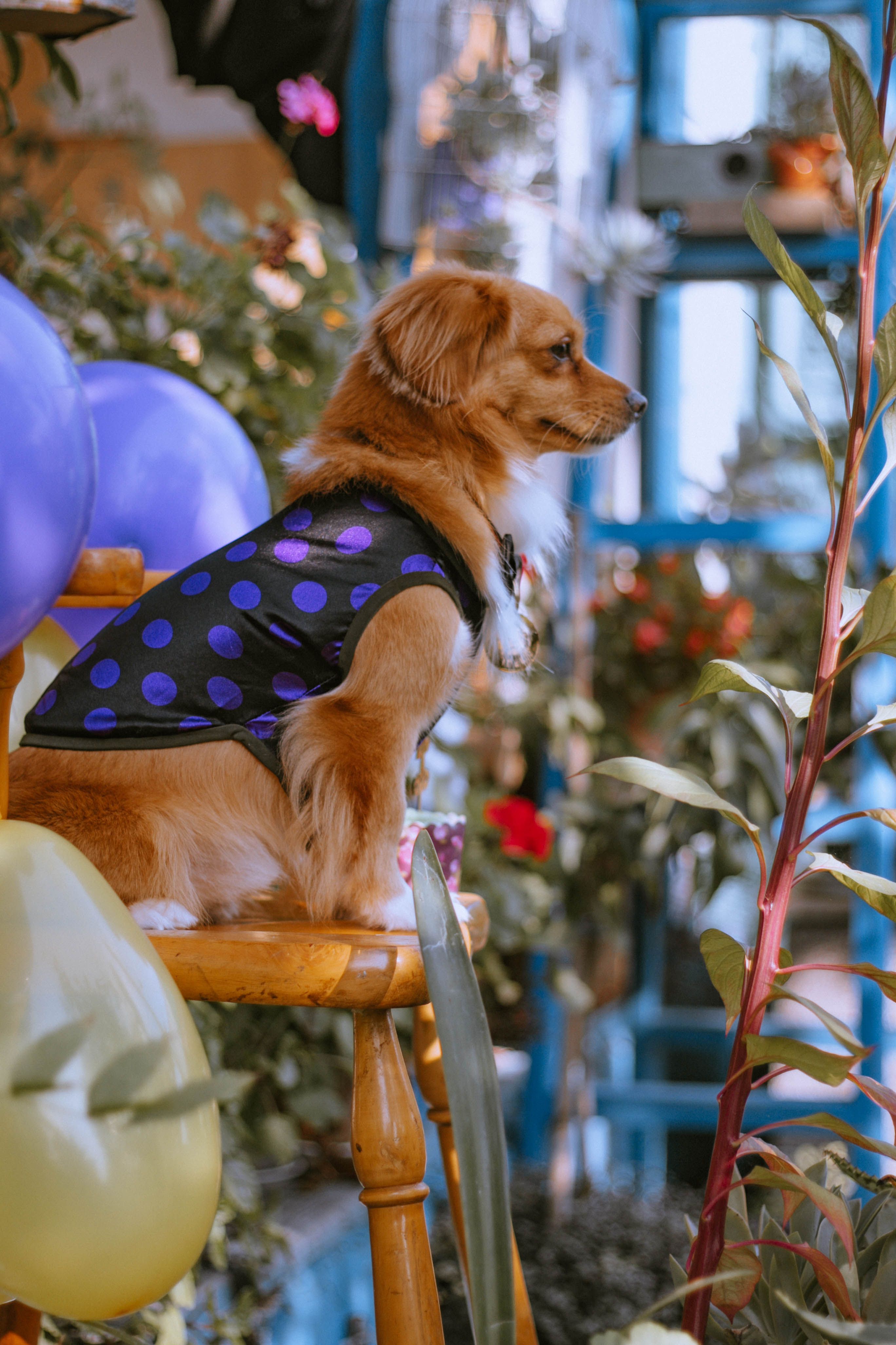 Dog Wearing Costume Sitting on a Chair · Free Stock Photo