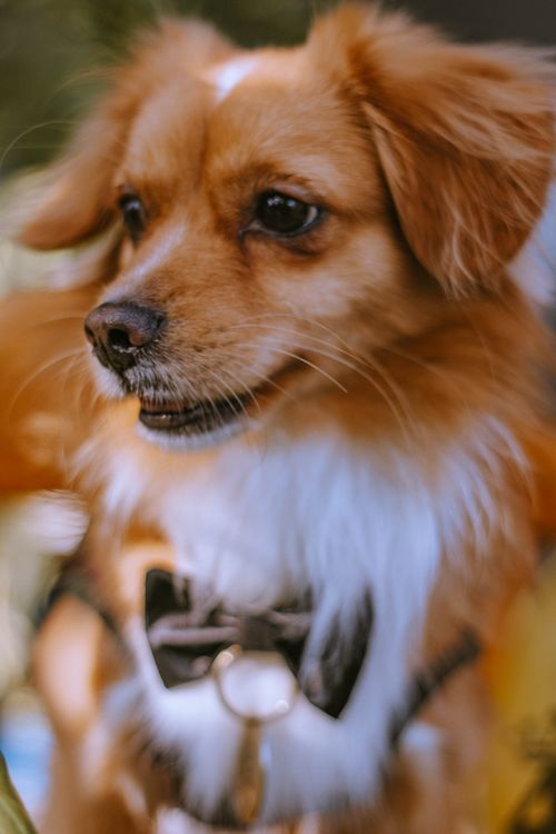 Free A cute brown and white dog wearing a bowtie, captured outdoors. Stock Photo