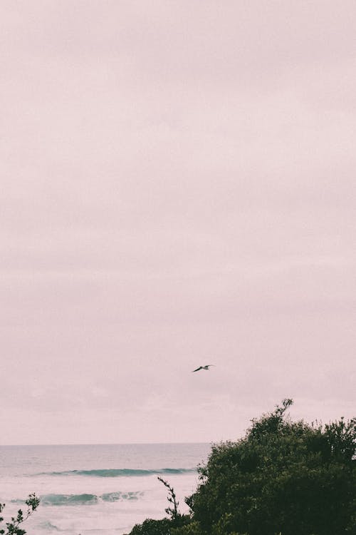 Darmowe zdjęcie z galerii z latanie, mewa, morze