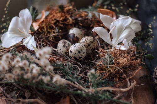 Free Quail Eggs on Nest Stock Photo