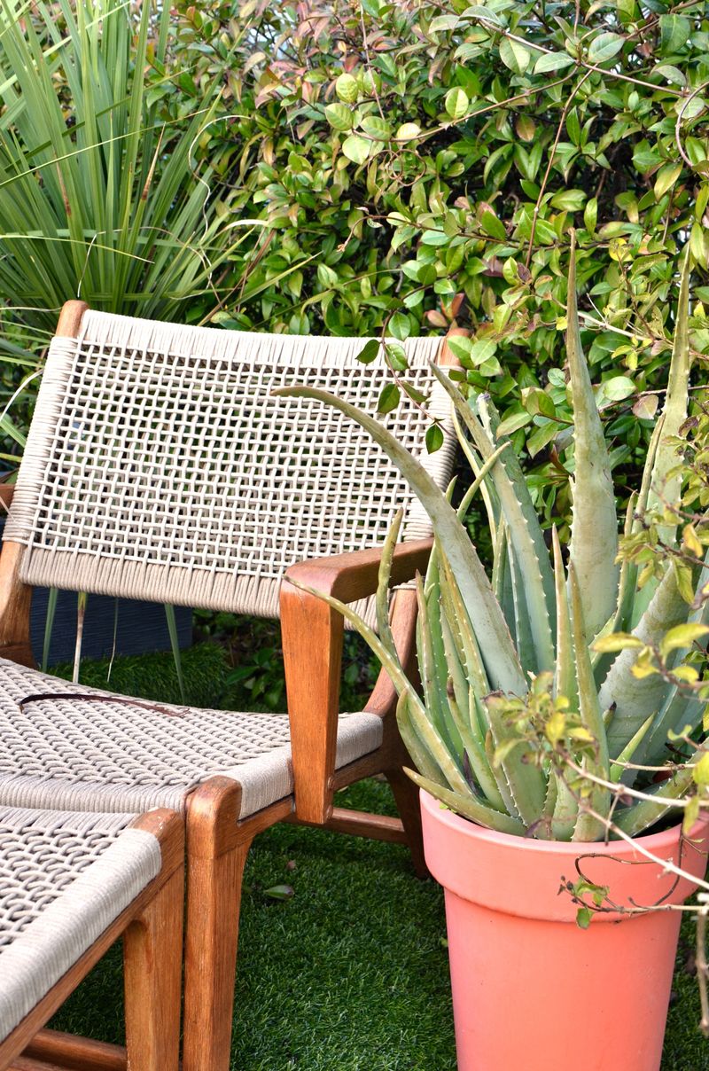 Sunny backyard lawn with a deck chair among plants