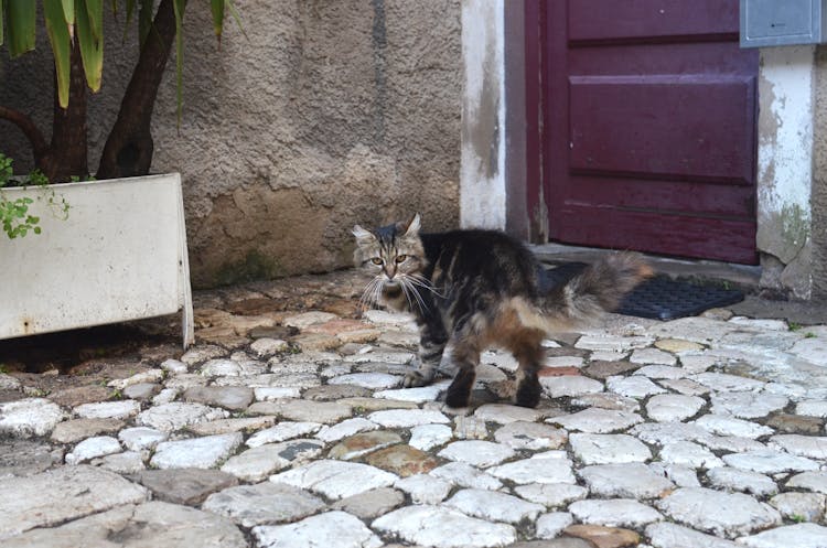 Curious Cat Walking On Porch Of Residential House