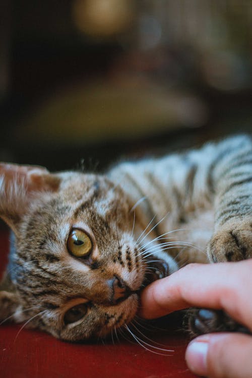 Brown Tabby Cat Playing with Person's Hand