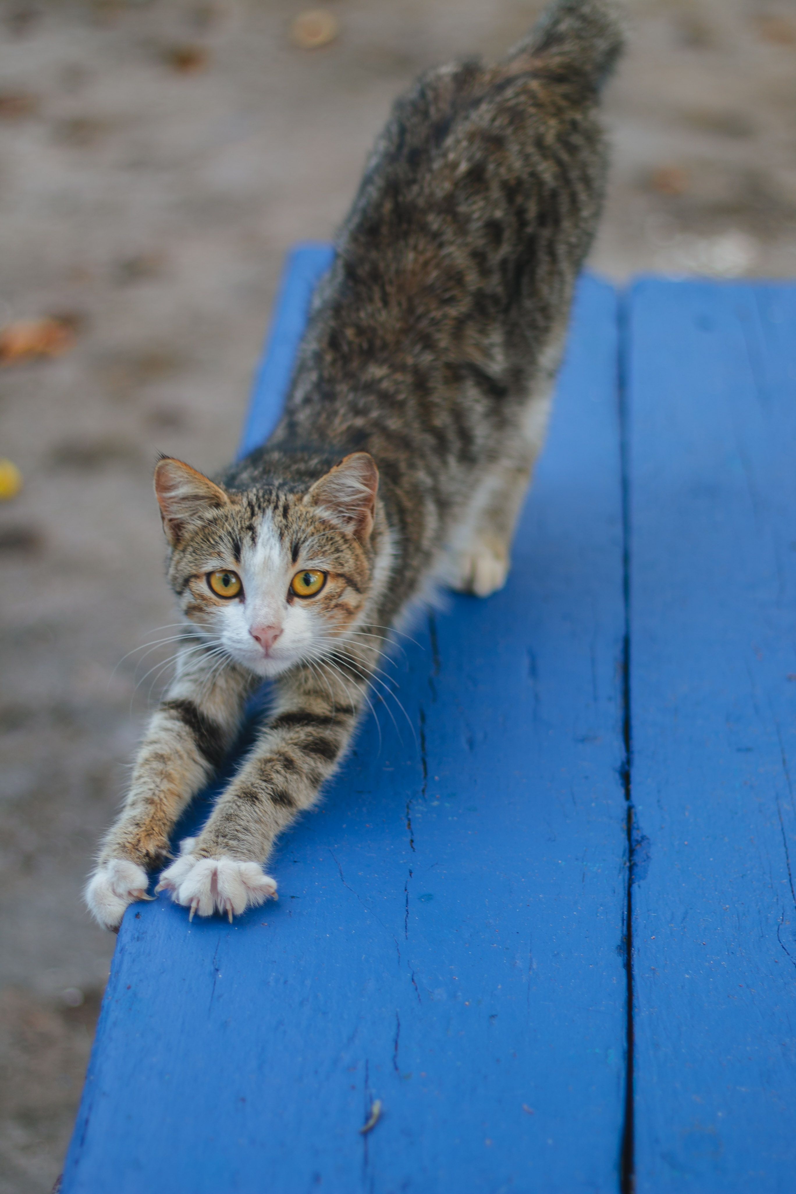 Photo of Cat on Blue Surface · Free Stock Photo