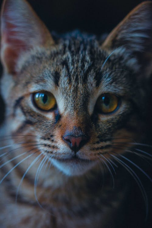 Ilmainen kuvapankkikuva tunnisteilla eläin, kissa, kissansilmät