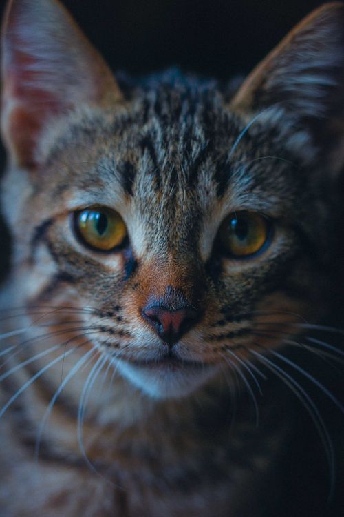 Free Close-up portrait of a tabby cat with captivating eyes and detailed fur in soft lighting. Stock Photo