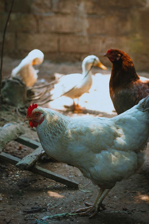 Free Chickens and Duck on Eating on the Ground Stock Photo
