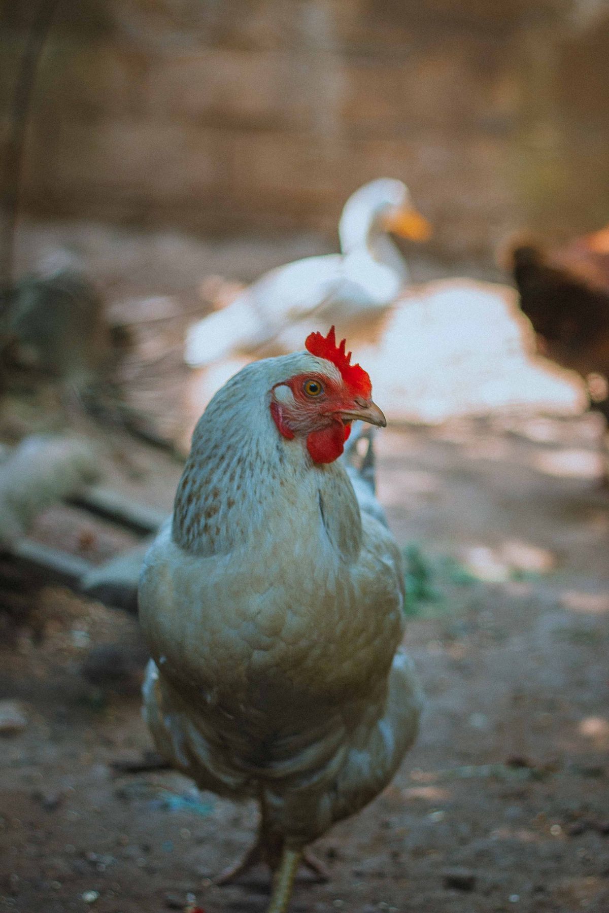 Poule Azur : œufs bleus, caractère et besoins au jardin