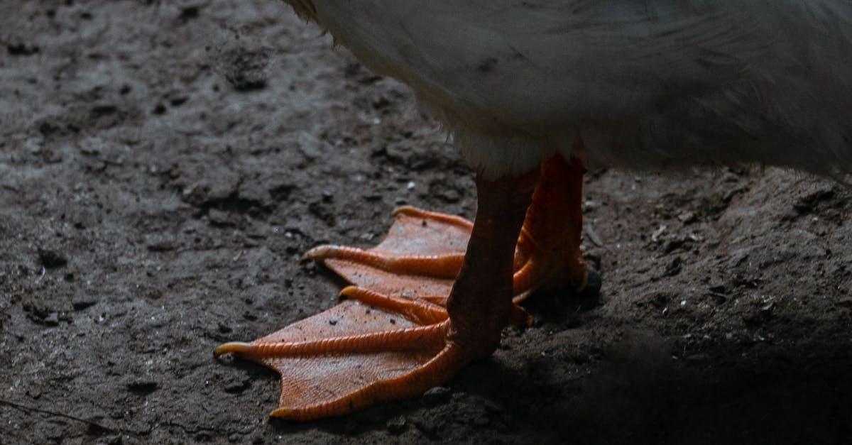 Nuubu Feet Patches