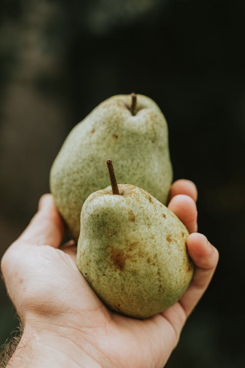 Crop anonymous person demonstrating ripe green pears with brown spots and twig in hand in daylight
