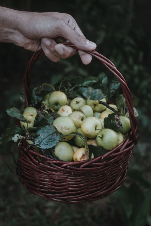 Free A hand holding a woven basket filled with freshly picked green apples and leaves. Stock Photo