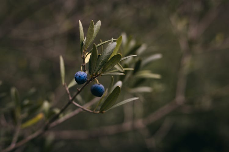 Blue Round Fruit On Green Plant