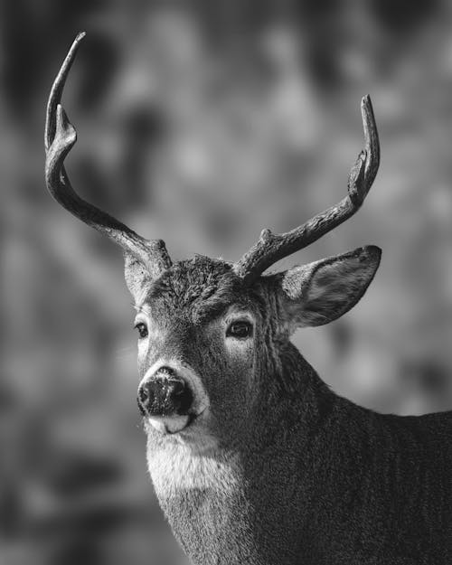 Black and wild of fluffy deer with long horns on blurred background of meadow