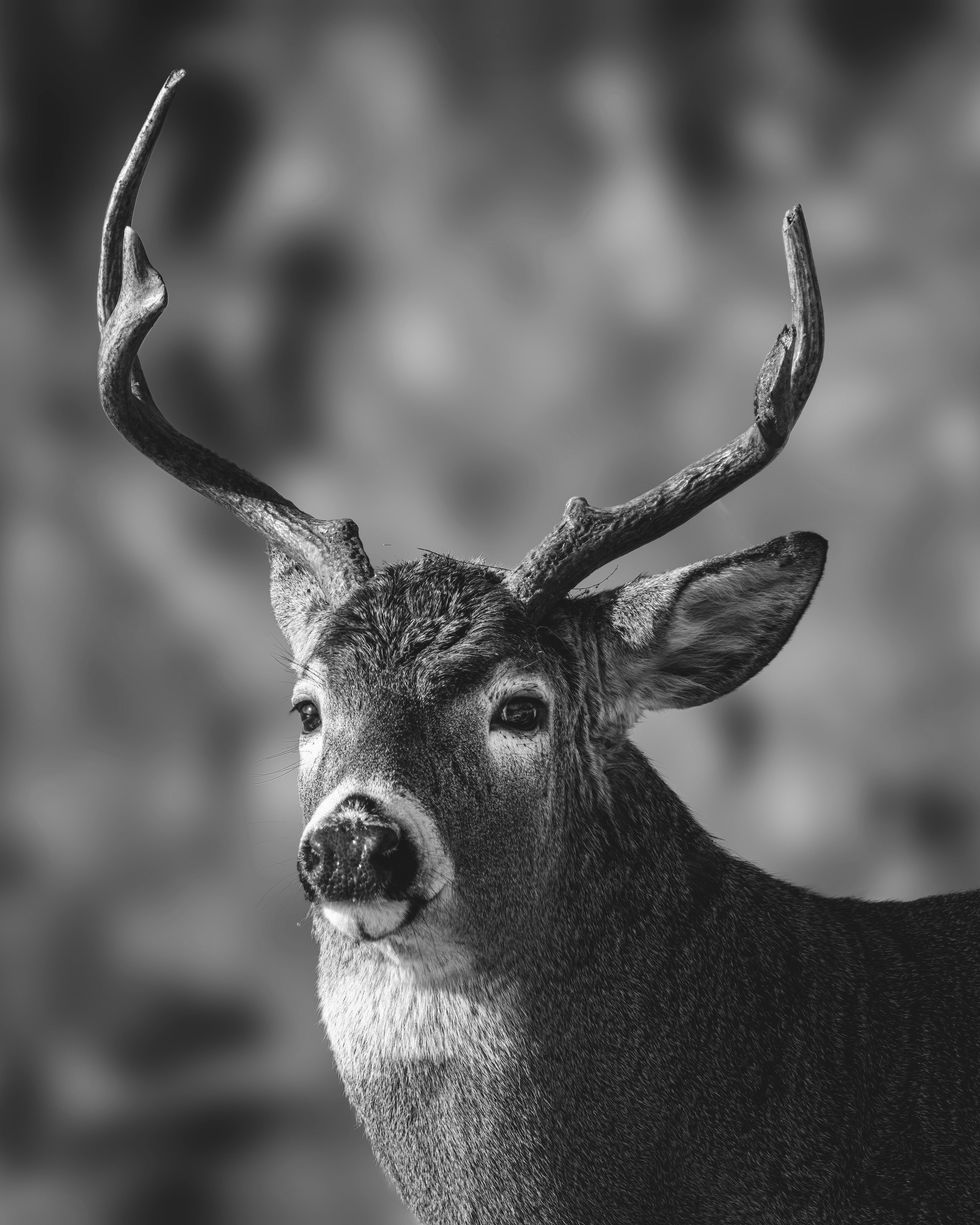 120,400+ Deer Antler Stock Photos, Pictures & Royalty-Free Images