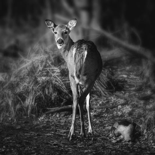 Young graceful deer with thin legs in forest