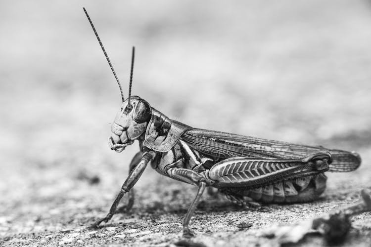 Locust With Antenna On Dry Ground