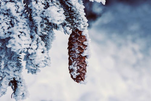 Coniferous branch with small brown fir cone under white soft snow in cold winter forest